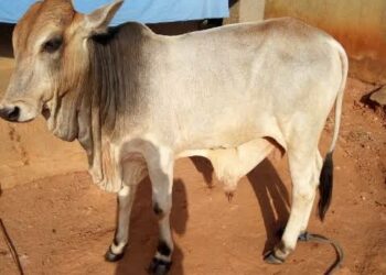 Sharhi Kan Dabarun Kiwon Bijimin Sa