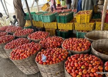 Cutar Da Ke Kassara Gonakin Tumatir Ta Sake Bulla A Jihar Kano