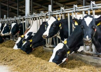 Dalilan Da Suka Sa Gwamnatin Tarayya Zamanantar Da Wuraren Kiwo 417