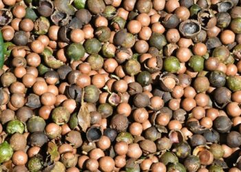 Sin Da Zambiya Sun Daddale Yarjejeniyar Fitar Da Kwarurun Macadamia Nuts