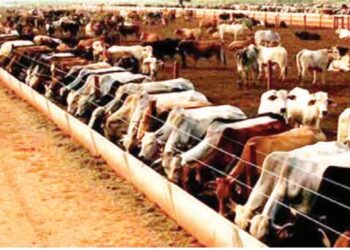 Gwamnatin Tarayya Ta Gabatar Da Wasu Shirye-shirye Na Bunƙasa Kiwon Shanu