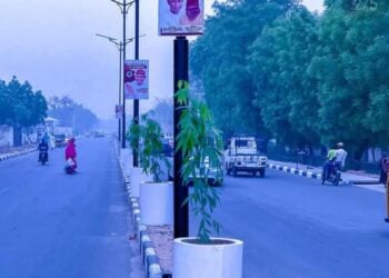 Kotu Ta Yanke Wa Mutum 5 Hukuncin Ɗaurin Wata 1 Saboda Awakinsu Sun Cinye Bishiyar Gwamnati A Kano