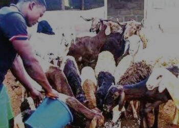 Hikimar Gwamnatin Tarayya Ta Zuba Dala Biliyan 74 A Fannin Kiwon Dabbobi