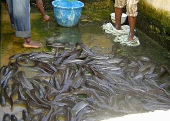 Nazari Kan Dabarun Taimaka Wa Masu Kiwon Kifi Domin Jurewa Sauyin Yanayi