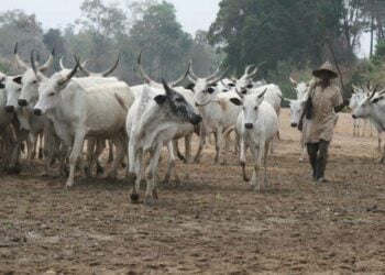 Sojoji Sun Kashe Ƴan Bindiga 2, Sun Kwato Shanu 1,000 A Taraba