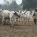 Sojoji Sun Kashe Ƴan Bindiga 2, Sun Kwato Shanu 1,000 A Taraba