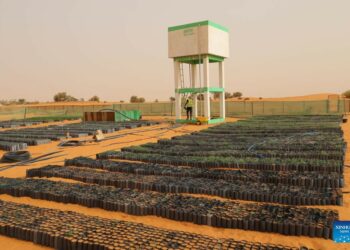 Wannan Kyakkyawan Tunani Ya Shafa Ma Hamadar Sahara Launin Kore