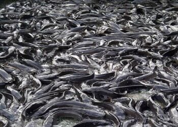 Wani Gidan Gona A Jihar Ogun Zai Fitar Da Tarwada Ta Kimanin Naira Biliyan Shida A 2025