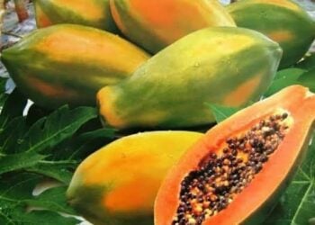 Amfanin ‘Ya’yan Gwanda Da Yadda Ake Sarrafa Su