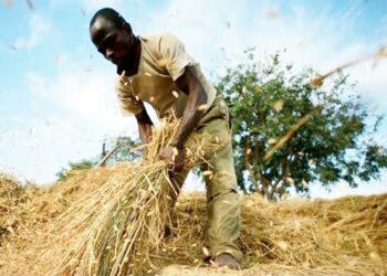 Kin Biyan Bashi Daga Wasu Manoma Zai Kawo Cikas Ga Noman Shinkafa A Bana – Ɗan Madamin Samaru 