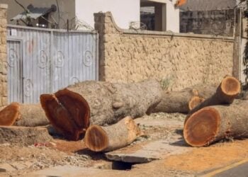 Mutane 2 Sun Gurfana Gaban Alƙali Kan Sare Bishiya Ba Bisa Ƙa’ida Ba A Kano