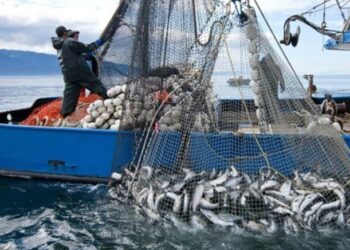 Gwamnatin Tarayya Na Shirin Dakatar Da Shigo Da Kifi Daga Ketare