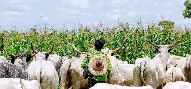 Abuja Rikicin Makiyaya Da Manoma: An Kashe Mutum Daya, Gidaje 31 Sun Kone A Abuja