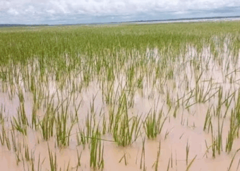 Manoma Na Neman Ɗauki Bayan Ambaliya Ta Lalata Gonakin Shinkafa A Kebbi
