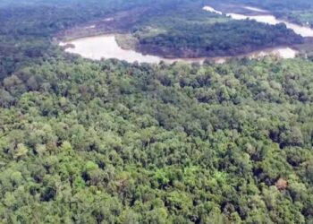 Nijeriya Na Asarar Tiriliyan 3.2 Sanadiyyar Watsi Da Noma A Gandun Daji