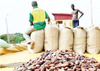 Ya Zama Wajibi Nijeriya Ta Cimma Wa’adin Tura Cocoa Tarayyar Turai A Disambar 2025