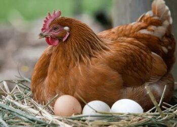 Nazari Kan Dalilin Da Ya Sa Kajin Gidan Gona Ke Samar Da Ƙananan Ƙwai 