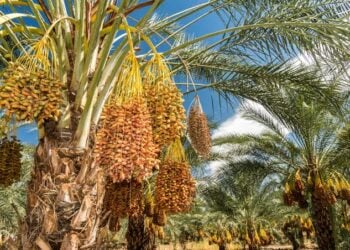 Gwamnatin Tarayya Na Hasashen Samun Naira Biliyan 300 Kan Noman Dabino A Yobe