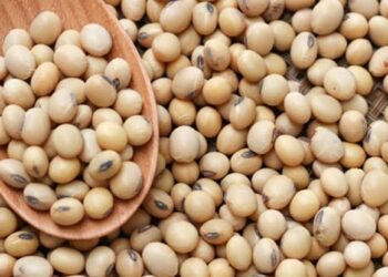 Abubuwan Da Suka Ja Hankalin Gwamnatin Tarayya Ta Ƙaddamar Da Tsarin Noman Waken Soya