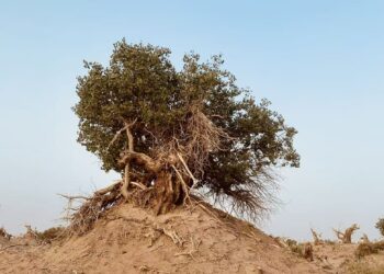 Wannan Bishiya Ta Bayyana Sirrin Ci Gaban Jihar Xinjiang