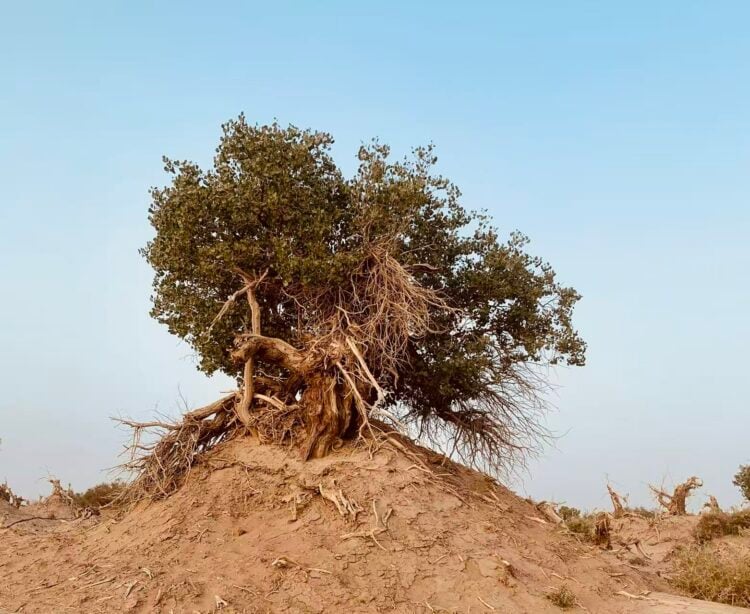 Xinjiang