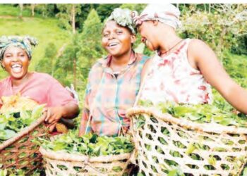 Dalilin Gwamnatin Tarayya Da Hukumar FAO Na Zuba Dala Biliyan 3.14 A Fannin Noma