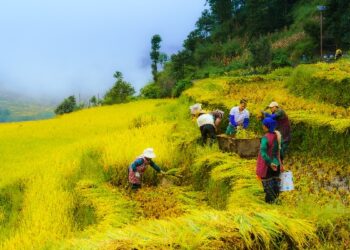 Xi Jinping Ya Mika Gaisuwar “Bikin Girbi Na Manoman Kasar Sin” Na Takwas