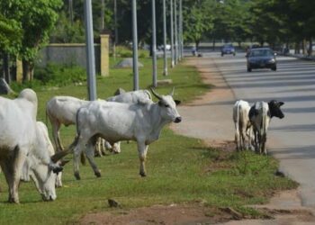 Gwamnatin Tarayya Na Yunƙurin Kawar Da Shanu Daga Titunan Abuja