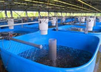 Gwamnatin Tarayya Ta Kaddamar Da Shirin Bunkasa Kiwon Kifi