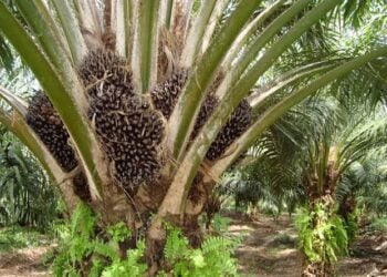 Muna Bukatar Karin Hekta 500,000 Domin Noman Kwakwar Manja – POFON