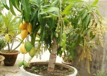 Nazari Kan Bukatar Manoma Su Rika Yi Wa Mangwaro Ban-ruwa