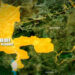 Lakurawa Sun Hallaka Jami’in Kwastam A Jihar Kebbi