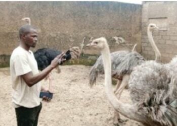 Nazari Kan Yadda Za A Iya Samun Wadatacciyar Riba A Kiwon Jimina