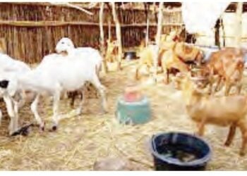 Zamfara Musabbabin Hana Sule Lamido Fom Ɗin Takarar Shugabancin PDP