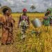Dalilin IFAD Na Zuba Naira Biliyan 16 A Fannin Noma A Benuwe
