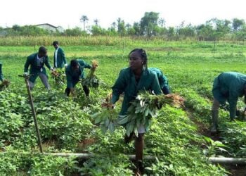 Gwamnatin Osun Ta Horar Da Mata 500 Amfani Da Takin Gargajiya