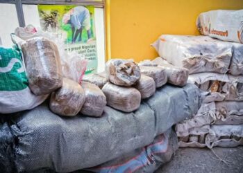 NDLEA Ta Kama Kilo 588 Na Miyagun Ƙwayoyi, Ta Ƙona Hekta 6 Na Gonakin Wiwi A Adamawa