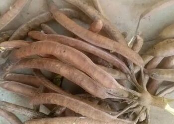 Yadda Itacen Dorawa Ke Warkar Da Cututtuka Daban-daban