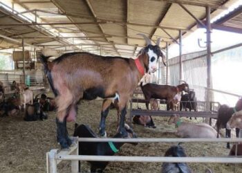 Kiwon Dabbobi Da Fasahar Kimiyyar Zaman