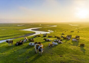 An Bukaci Bunkasa Fannin Kiwo A Hadin Gwiwar Sin Da Afirka