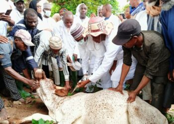 KSADP Ta Yi Rigakafin Dabbobi Sama da Miliyan 5.5, Ta Zuba Jari Mai Yawa a Ɓangaren Kiwo A Kano