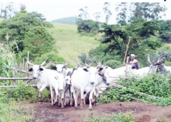 Jihar Gombe Ta Kafa Kwamitin Sasanta Rikicin Manoma Da Makiyaya