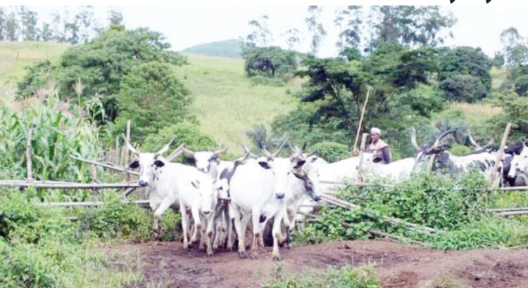 Gombe