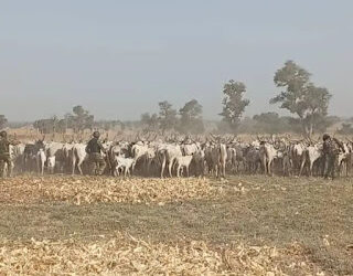 Tsaro: Sojoji Sun Kwato Dabbobi 529 Daga Hannun ‘Yan Ta’adda A Katsina 