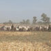 Tsaro: Sojoji Sun Kwato Dabbobi 529 Daga Hannun ‘Yan Ta’adda A Katsina 