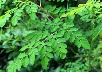 Yadda Ake Samun Biliyoyin Daloli A Noman Zogale Da Kantu A Tekun Chadi