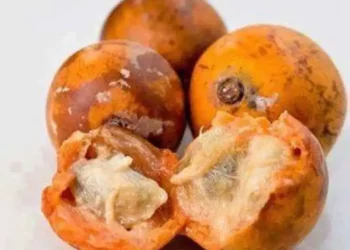 Nazari A Kan Noman Agwaluma