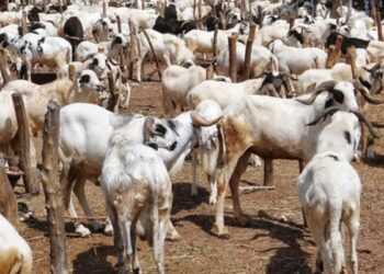 Nijar Ta Haramta Fitar Da Dabbobi Ketare Don Takaita Karancinsu A Cikin Gida
