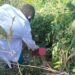 Makusanci Ya Yi Garkuwa Da Ɗan Shekara 4 Tare Da Masa Kisan Gilla A Bauchi Bayan Amsar Kuɗin Fansa