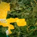 Mutum 3 Sun Rasu, Wasu Sun Tsere Sakamakon Rikici Tsakanin Hausawa Da Fulani A Kebbi 